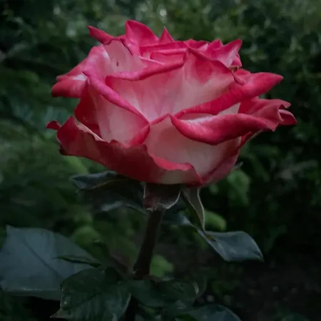 Casuta Holiday home *