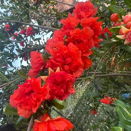 Сasa de vacaciones Casuta *