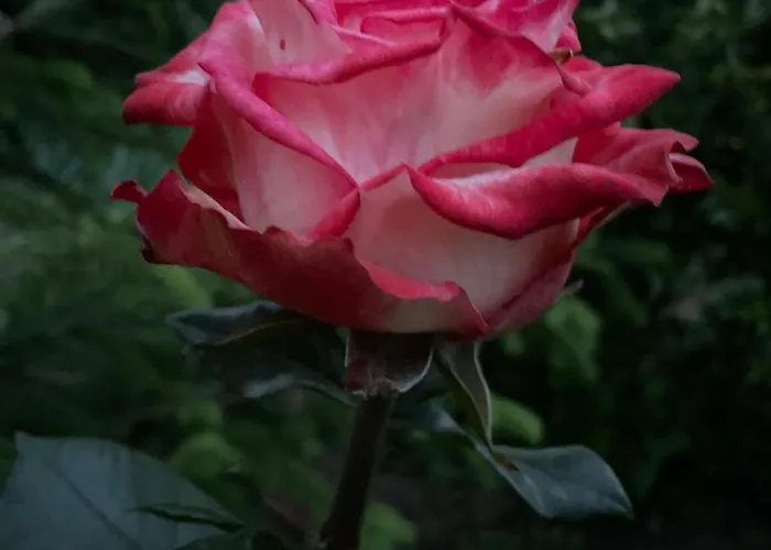 Casuta בית נופש *